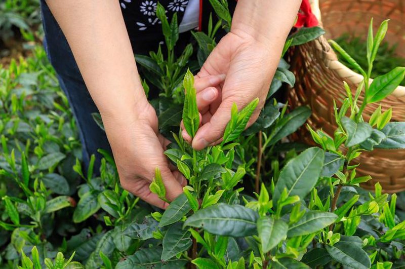 徽州大地上的绿色财富：歙县茶叶行业的现状与发展